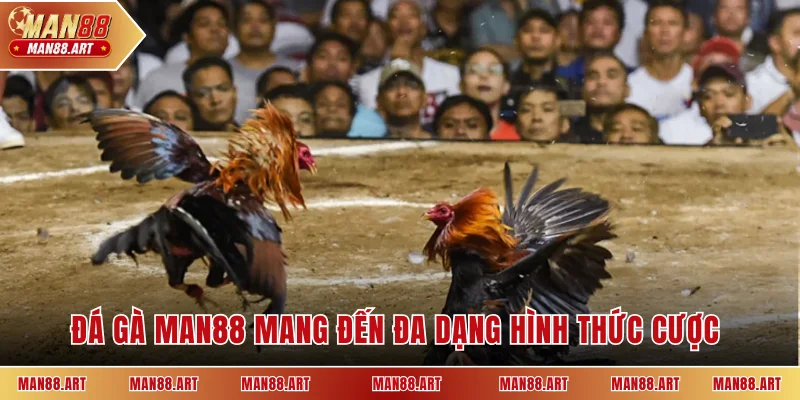 Đá gà MAN88 mang đến đa dạng hình thức cược 