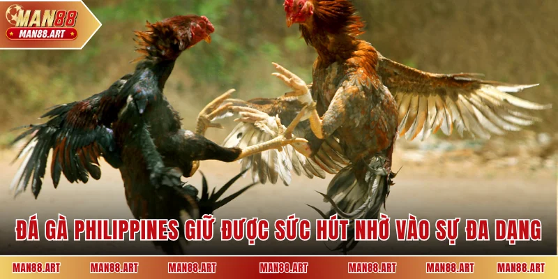Đá gà Philippines giữ được sức hút nhờ vào sự đa dạng 