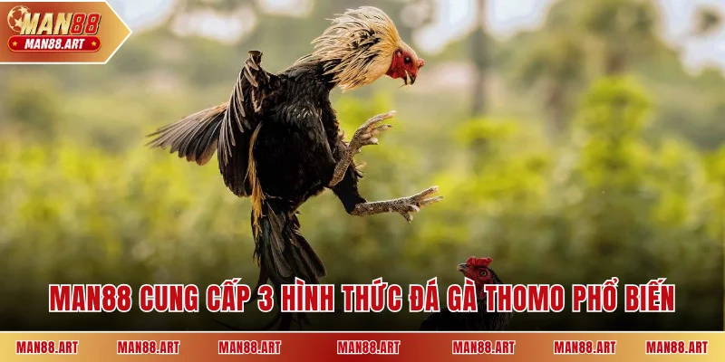 MAN88 cung cấp 3 hình thức đá gà Thomo phổ biến