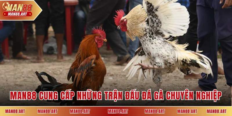 MAN88 cung cấp những trận đấu đá gà chuyên nghiệp