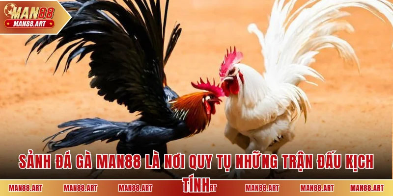 Sảnh đá gà MAN88 là nơi quy tụ những trận đấu kịch tính